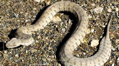 Un fermier a fost muşcat de penis de un şarpe. Cum s-a petrecut bizarul incident