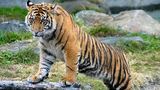 Tragedie la grădina zoologică. "Este cea mai tristă zi din viaţa mea"