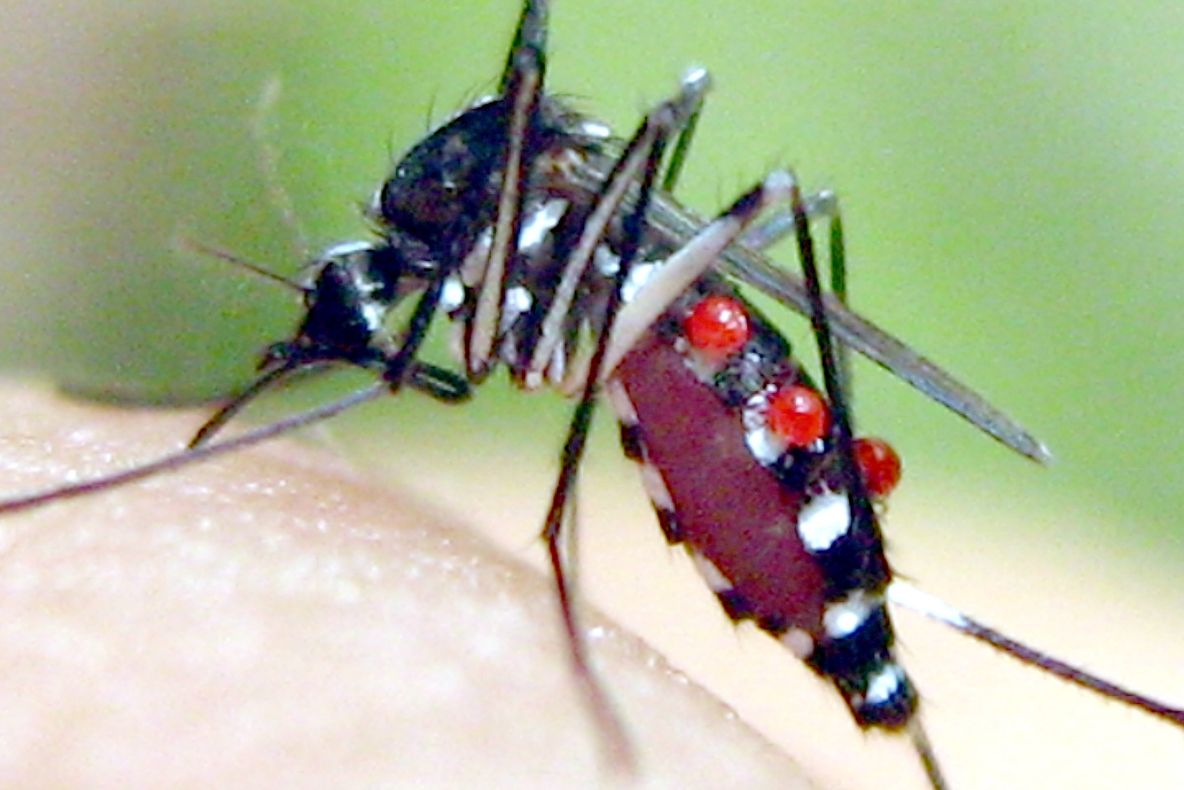 Țânțarul care transmite 20 de boli grave a ajuns în România. Ce pățești dacă te înțeapă