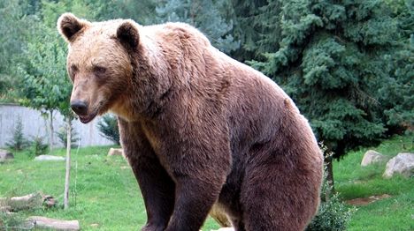 VIDEO. Un urs se plimbă nestingherit prin Suceava. Nimeni nu ştie cum a ajuns acolo