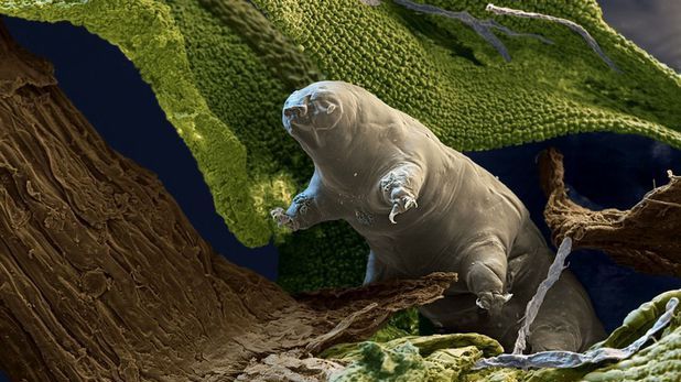 Creatura invizibilă care trăieşte în orice mediu. Ce sunt urşi de apă?