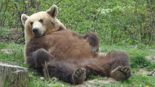 Un urs a dat iama în magazinul cu îngheţată. E incredibil ce a urmat