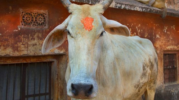 Cum a fost pedepsit un indian bănuit că a mâncat carne de vacă. Totul s-a sfârşit tragic