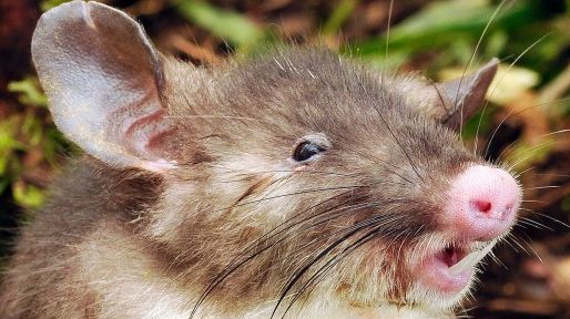 O nouă specie de şobolani, diferită de toate cele cunoscute, descoperită în Indonezia