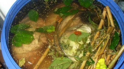 Greșeala pe care o fac toate gospodinele când pun varză murată