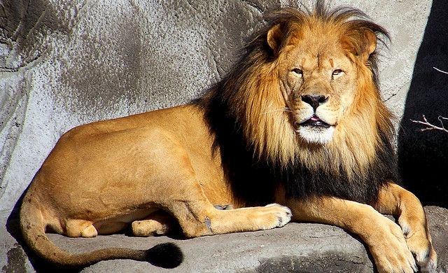 Povestea leilor cu nume românești care ajung din Baia Mare în Africa de Sud