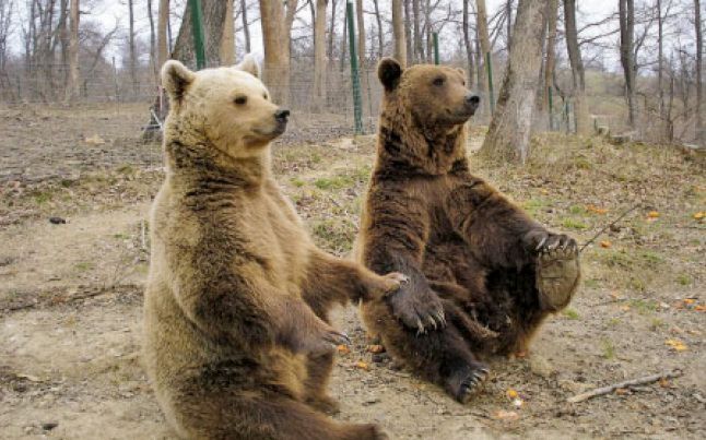 Un cățeluș dă nas în nas cu doi urși. Ceea ce urmează te va uimi. Totul a fost filmat