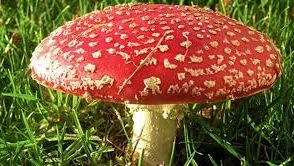 ATENȚIE maximă! Cum arată ciupercile otrăvitoare și cum se deosebesc de cele comestibile?