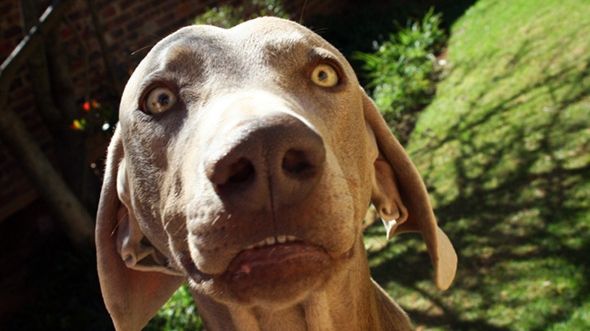 În sfârșit s-a desoperit. În ce țară își au originile câinii