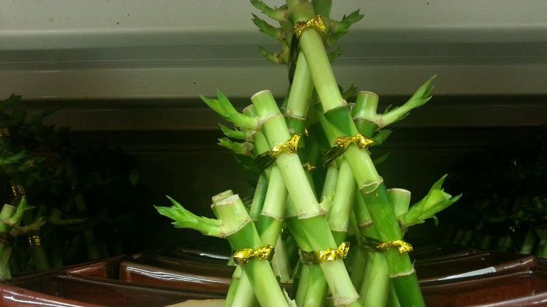 Aceste plante atrag banii şi norocul în casă