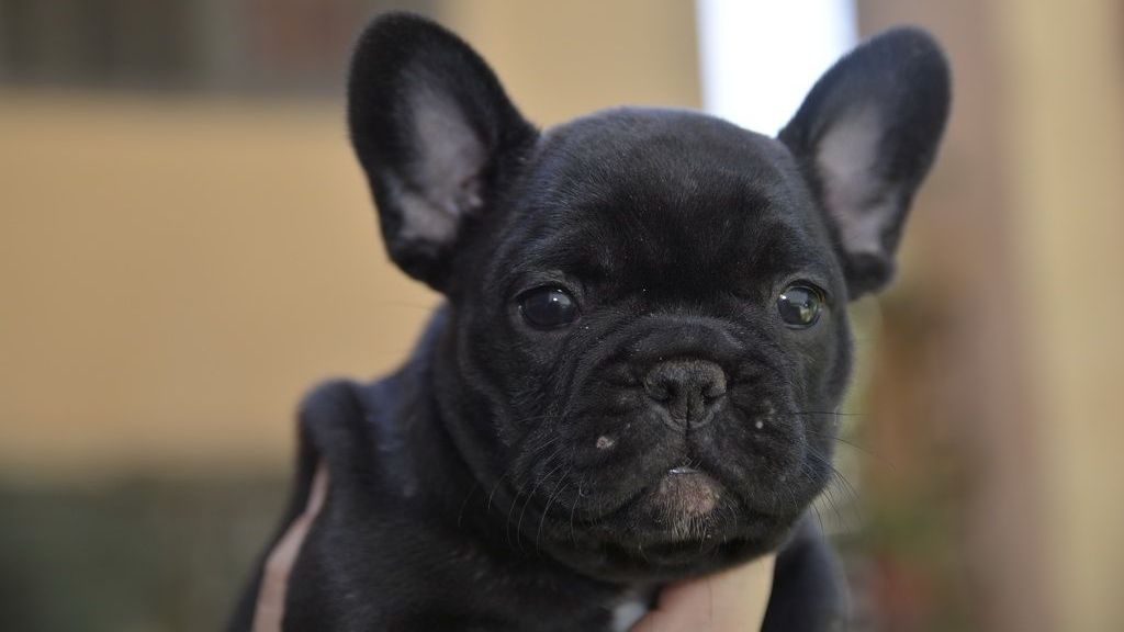 Urşii au cedat. Acest căţeluş a băgat frica în ei. Urmăreşte cu atenţie imaginile 