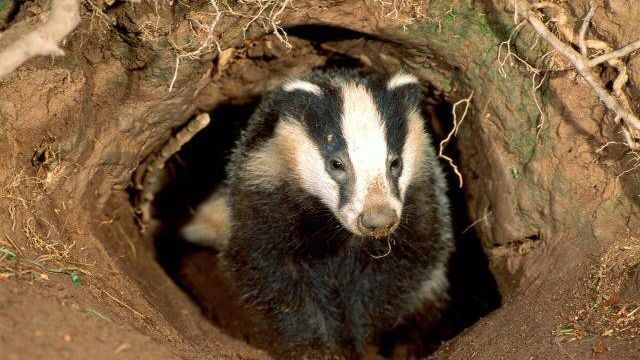 Invazia bursucilor. Digurile de pe Dunăre, în pericol. Autorităţile nu ştiu ce să facă