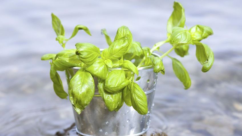 Efectele unui ceai de busuioc asupra organismului tău 