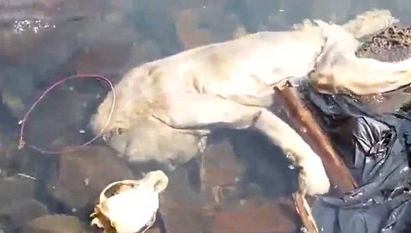 O creatură misterioasă, găsită în apele unui râu. Are "mâini mici şi picioare"