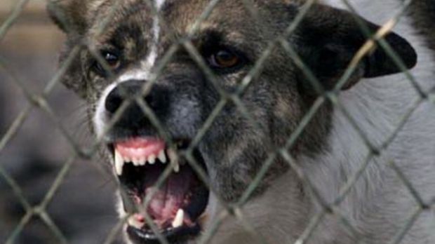 Şcoală din Timiş,obligată să achite 100.000 euro familiei unui copil cu sindrom Down muşcat de câine