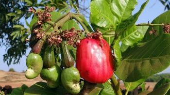 Ce trebuie să ştii despre alimentul minune caju