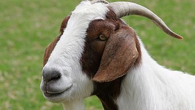 Dincolo de orice imaginaţie. Un politician a declarat că a sacrificat un animal şi i-a băut sângele