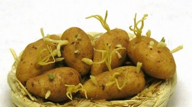 Cât de nesănătoşi sunt cartofi încolţiţi. Iată ce substanţă conţin. Nu o să mai mănânci niciodată