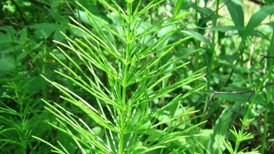 Planta-minune care combate transpiraţia excesivă a picioarelor. Iată cum trebuie folosită