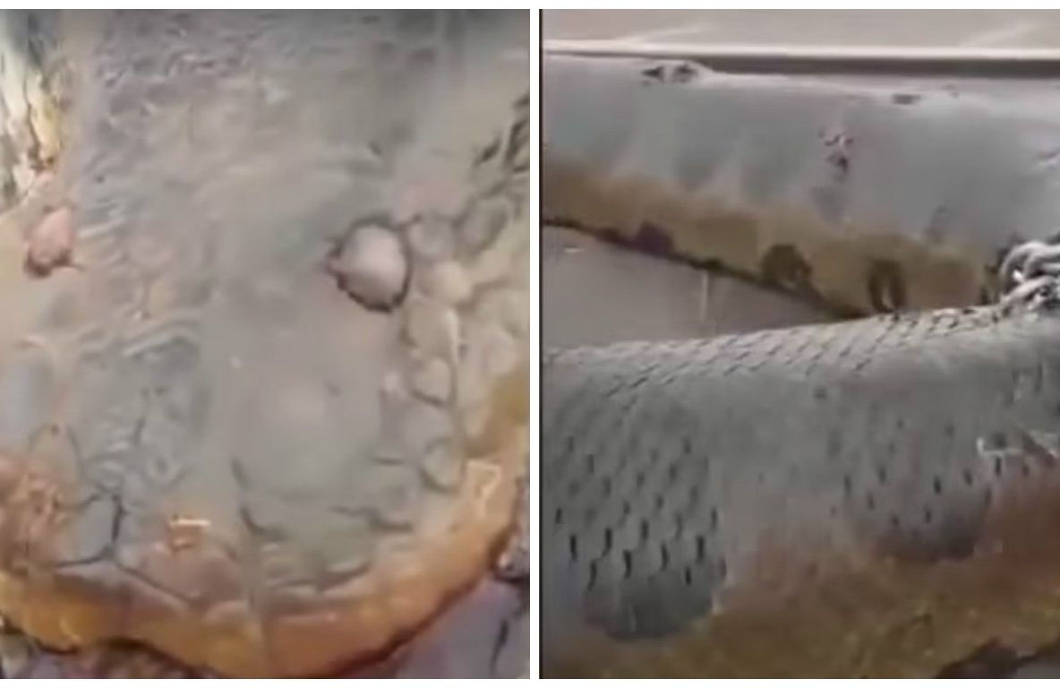 "Cel mai mare șarpe din lume". Bestia care îți dă fiori pe șira spinării