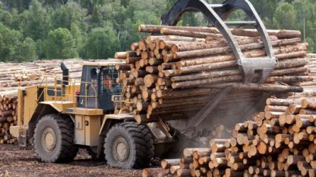 Defrișările ilegale, încadrate de Comisie în categoria amenințărilor la adresa securității naționale