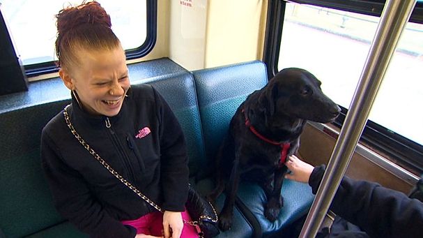 Regulă inedită la Cluj: dacă vrei să urci cu câinele în autobuz, trebuie să-i cumperi bilet