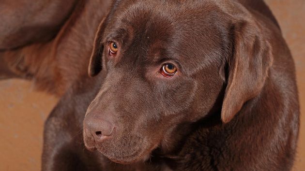 Culmea ironiei: o femeie a fost împuşcată de câinele ei, botezat chiar "Trăgaci"