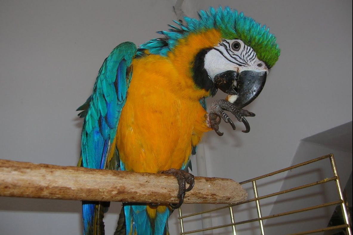 Și-a tăiat urechile ca să semene cu un papagal. Vei rămâne șocat! Cum arată bărbatul acum