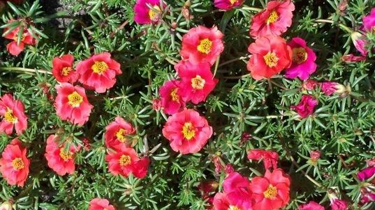 Leacuri din grădină - florile de piatră. Proprietăţi terapeutice spectaculoase