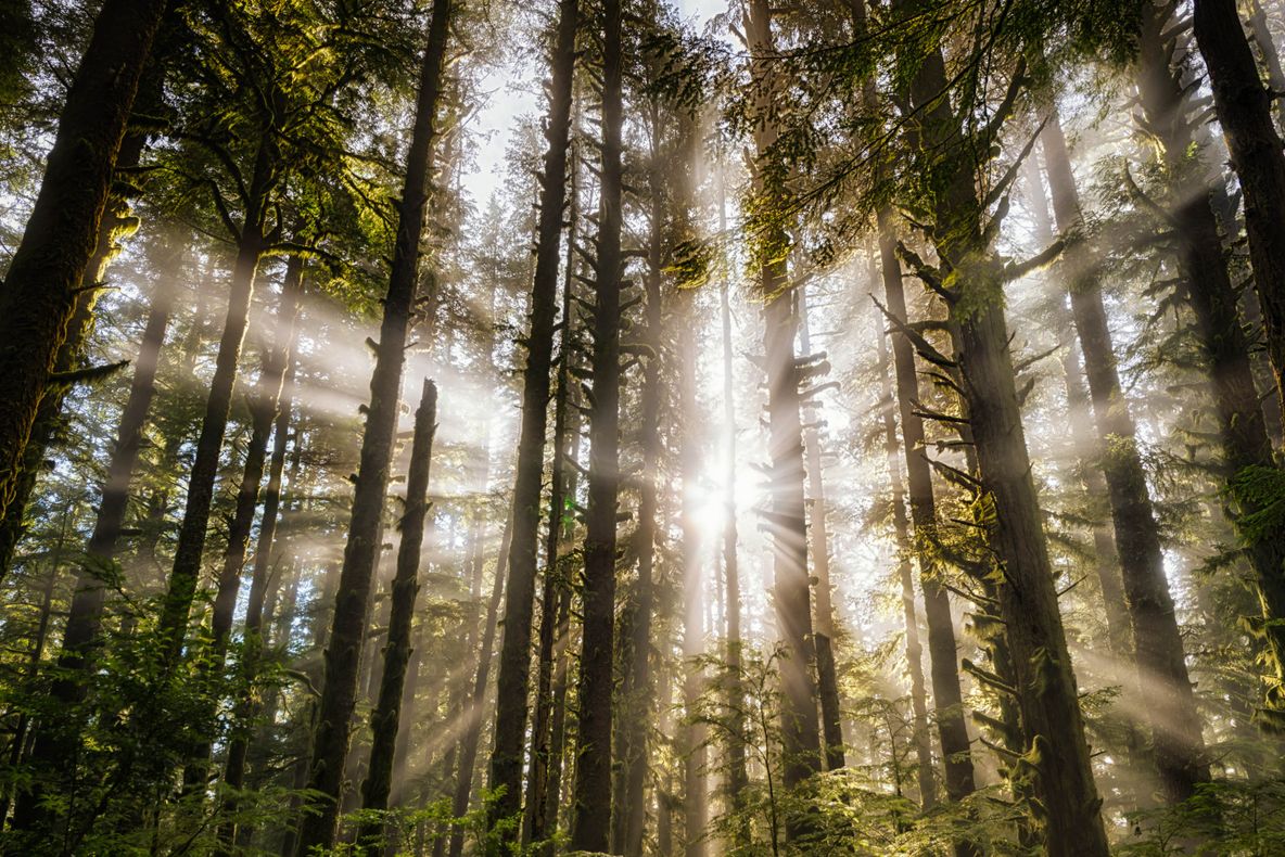 A văzut o lumină puternică în pădure. Când s-a apropiat, ceva îngrozitor i s-a întâmplat