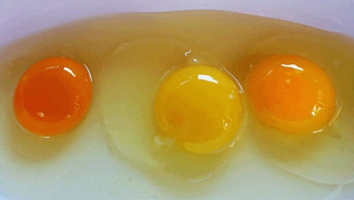Cum îţi dai seama care ouă sunt sănătoase, în funcţie de gălbenuşul lor