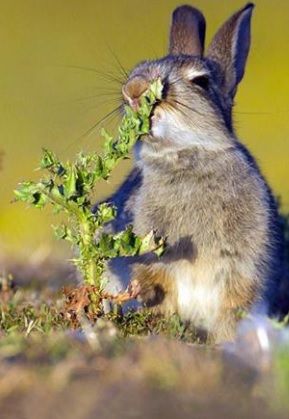 A vrut să încerce o mâncare nouă, dar a avut parte de o experienţă "un pic cam înţepătoare"