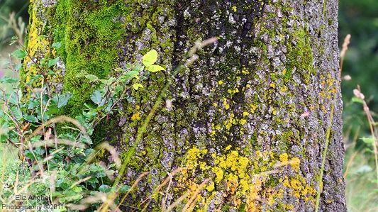 Capsula Mundi, sicriul ecologic care ar putea să "transforme" morţii în copaci