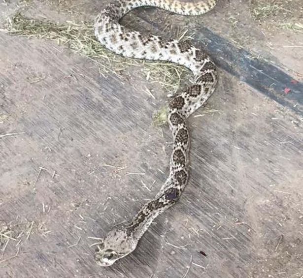 A fost criticat că a ucis un șarpe cu clopoței și a arătat urmările șocante ale mușcăturii 