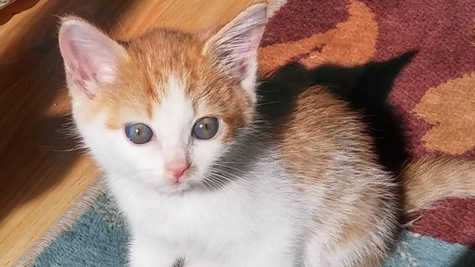 A găsit pe stradă o pisică abandonată. Alături de ea, un mesaj emoţionant scris de un copil