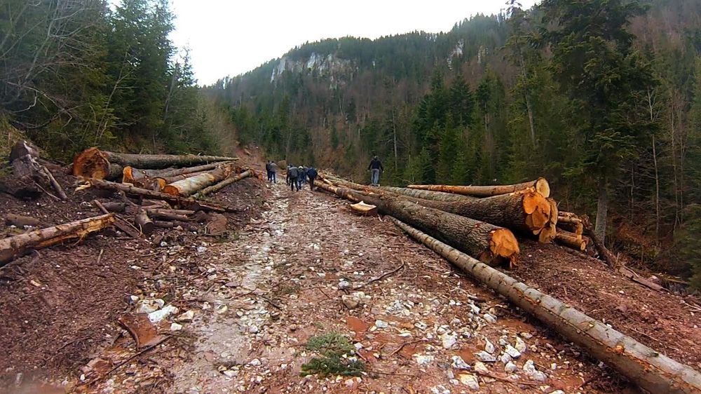 O nouă măsură pentru prevenirea tăierilor ilegale de lemne, adoptată de Senat 