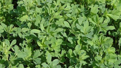 Tratamente naturiste. Nici nu îţi imaginezi ce beneficii poate avea lucerna pentru sănătate