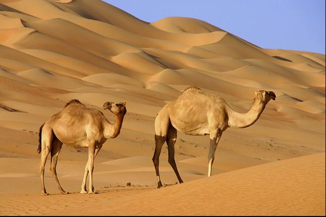 Aşa ceva nu este posibil. Ce se întâmplă în mijlocul deșertului depășește orice imaginație