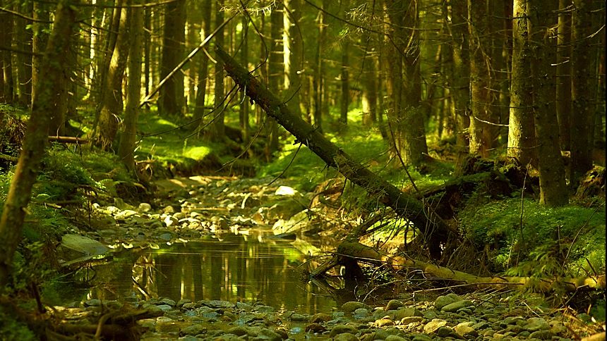 Cea mai ciudată pădure din România. Ce se întâmplă cu oamenii care o vizitează