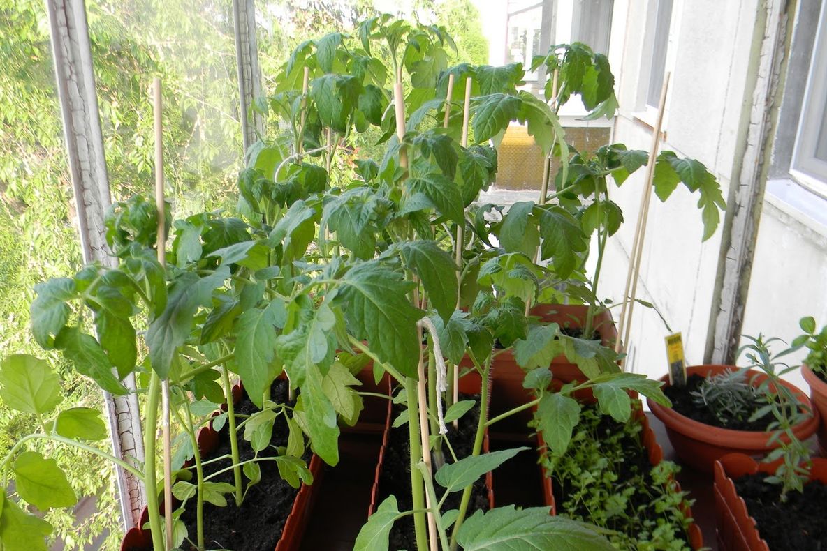 Super-leguma care are antioxidanţi cât 50 de sticle de vin