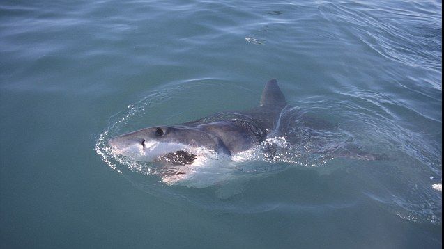 ULUITOR. A fost salvat de la moarte de atacul unui rechin