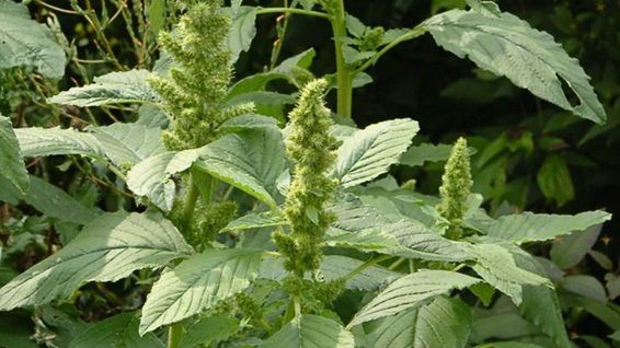 Buruiana-minune din România care ne vindecă de cele mai crunte boli