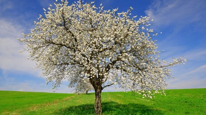 Testul copacului – Află ce spune despre tine imaginea pe care o alegi