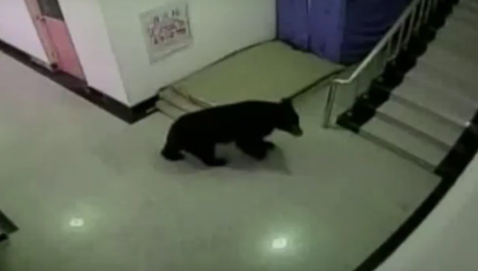 Panică la şcoală: un urs a intrat în clădire şi a spart mai multe geamuri. Elevii, evacuaţi urgent