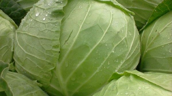Tratamente miraculoase cu varză albă. De ce este un bun remediu pentru diabetul zaharat