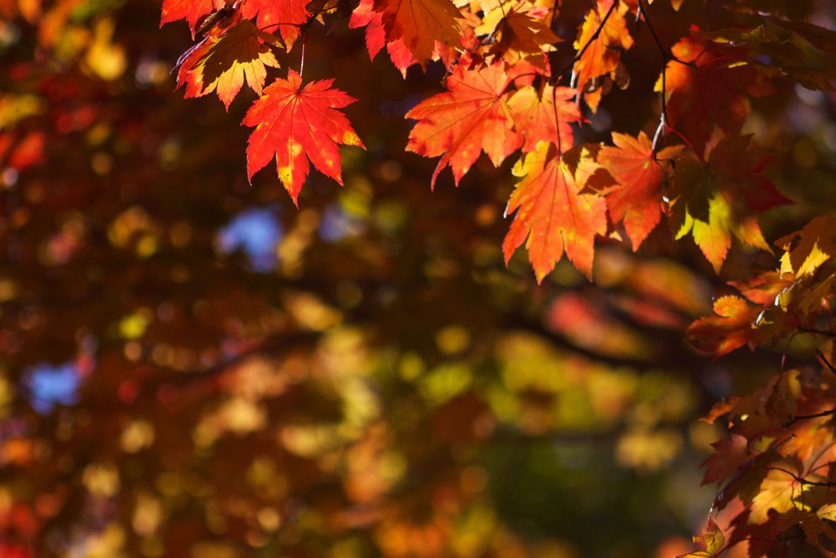 Prognoza metro. Cum va fi vremea în următoarele două săptămâni