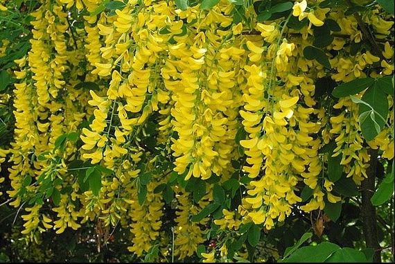 Cele mai otrăvitoare plante din România. Pe unele le-am ținut în vaze, acasă