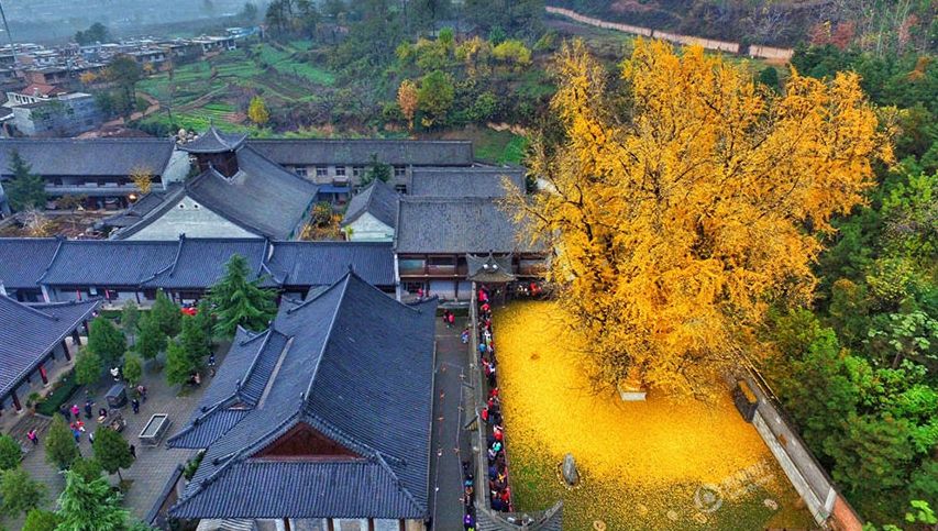 Copacul cu frunze de "aur". Cele mai frumoase fotografii ale acestei toamne