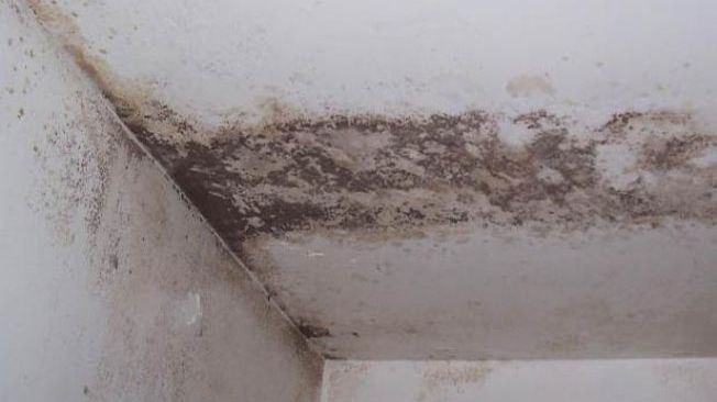 Mucegaiul în locuințe: cauze, apariție și impact asupra calității aerului interior