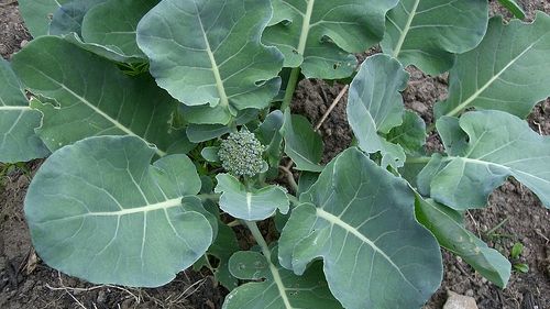 Aceasta este cea mai sănătoasă legumă. Previne cancerul şi bolile cardiovasculare